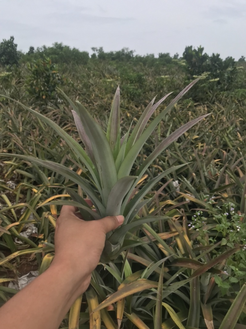 凤梨苗金钻芒果西瓜手撕冬蜜各种凤梨苗