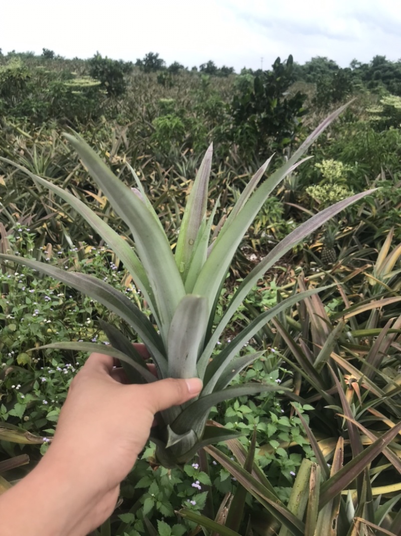 凤梨苗金钻芒果西瓜手撕冬蜜各种凤梨苗
