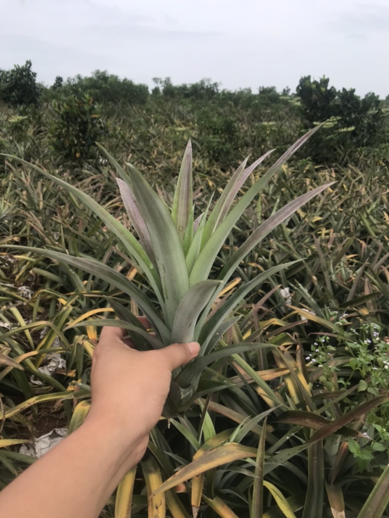 凤梨苗金钻芒果西瓜手撕冬蜜各种凤梨苗