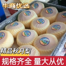 精品秋月梨规格齐全产地直供货源充足欢迎电话联系
