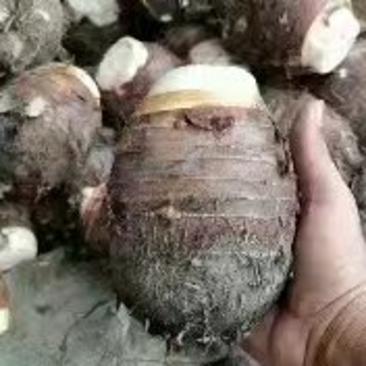 广西万亩芋头基地槟榔芋香芋粉芋大量供应一件代发代收