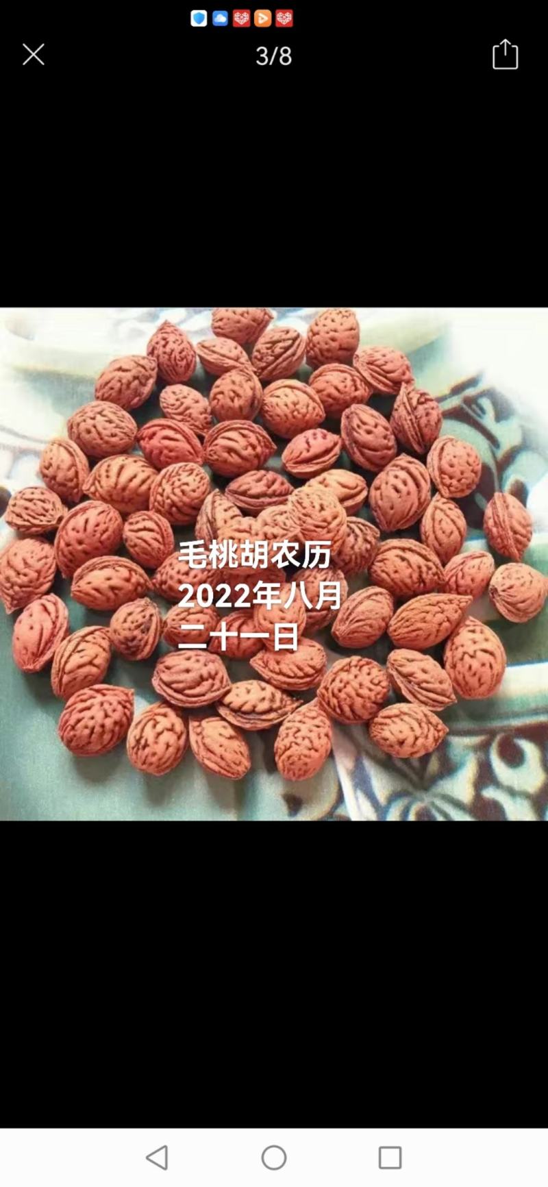 毛桃核种子
