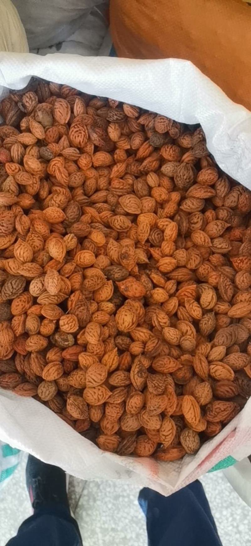 毛桃核种子