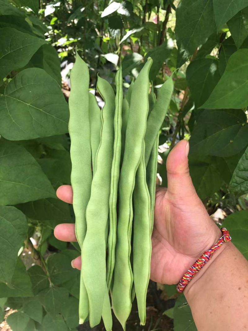 诚信为本，长期供应大量从优小金豆