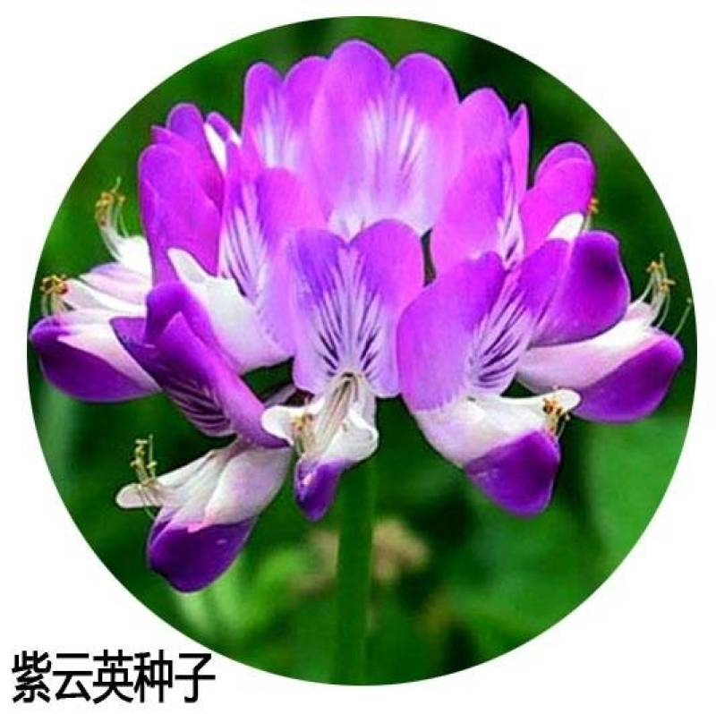紫云英种子红花草食用野菜养蜂蜜源绿肥植物紫云英种子