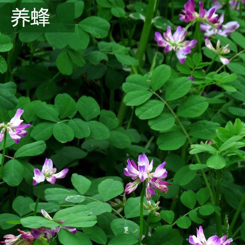 紫云英种子红花草食用野菜养蜂蜜源绿肥植物紫云英种子