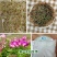 紫云英种子红花草食用野菜养蜂蜜源绿肥植物紫云英种子