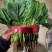（实力推荐）河北菠菜大量上市，颜色绿无虫害，可安排全国发