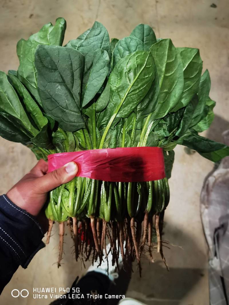 （实力推荐）河北菠菜大量上市，颜色绿无虫害，可安排全国发