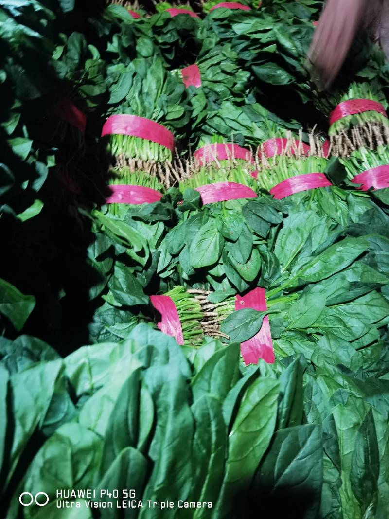 （实力推荐）河北菠菜大量上市，颜色绿无虫害，可安排全国发