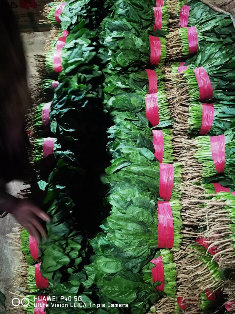 （实力推荐）河北菠菜大量上市，颜色绿无虫害，可安排全国发