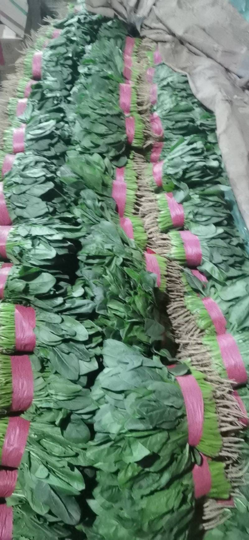 （实力推荐）河北菠菜大量上市，颜色绿无虫害，可安排全国发