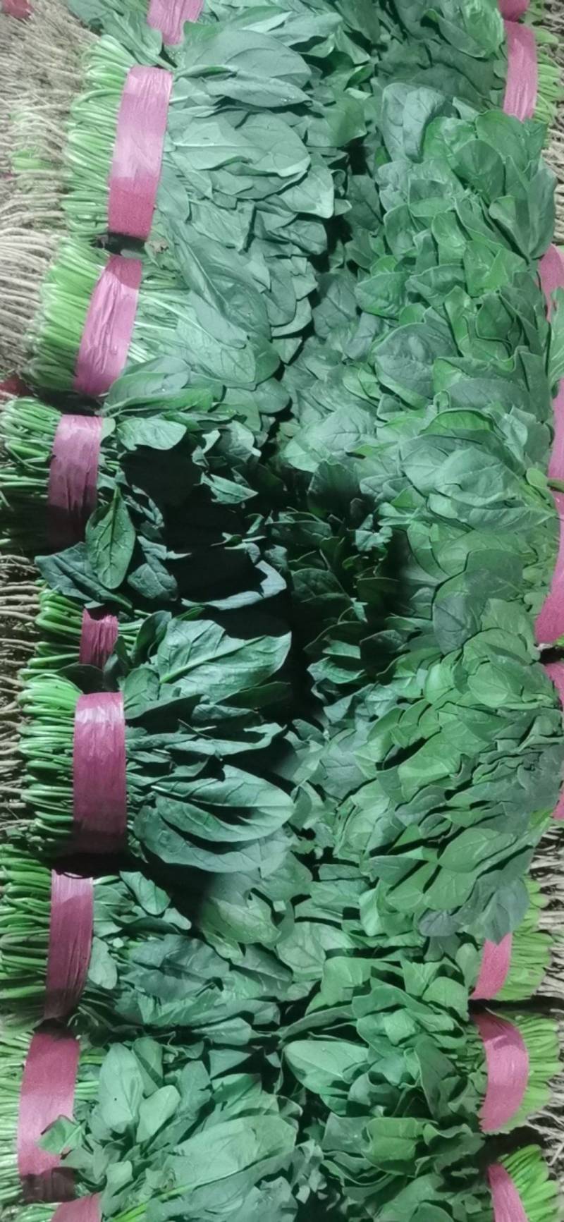 （实力推荐）河北菠菜大量上市，颜色绿无虫害，可安排全国发