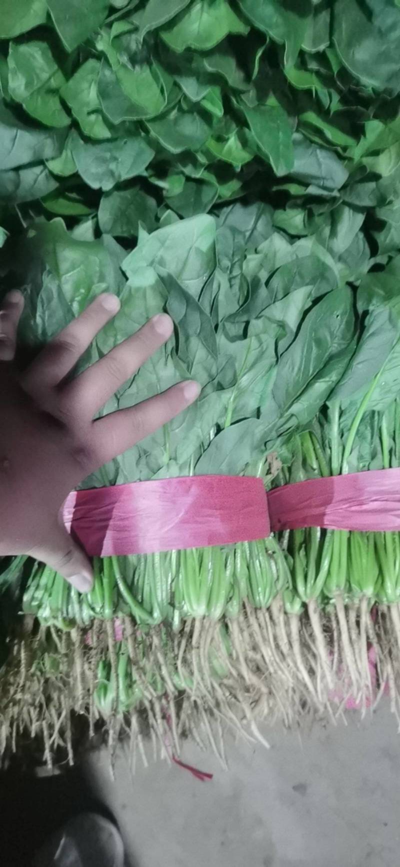 （实力推荐）河北菠菜大量上市，颜色绿无虫害，可安排全国发