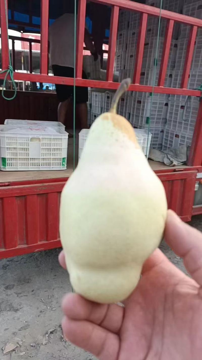 贵妃梨大量有货，，，，，，，，，，，，，，，，，，，，