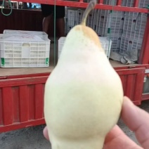 贵妃梨大量有货，，，，，，，，，，，，，，，，，，，，