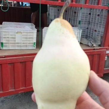 贵妃梨大量有货，，，，，，，，，，，，，，，，，，，，