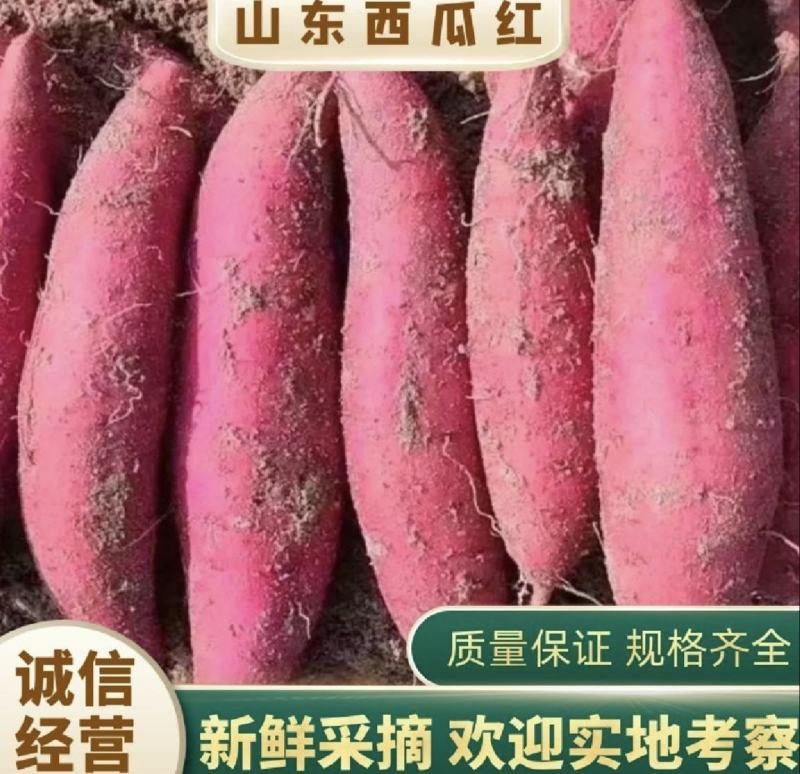 优质红薯西瓜红烟薯25紫薯产地一手货源保质保量全国发货