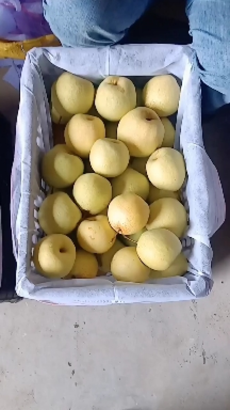 陕西优质酥梨基地，色泽黄亮，泔甜多汁，一手货源