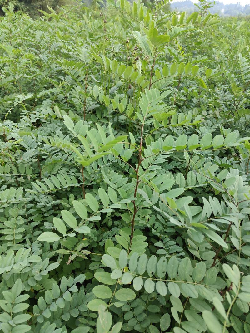 刺槐苗#刺槐树苗#刺槐小苗#荒山造林苗#耐干旱的苗