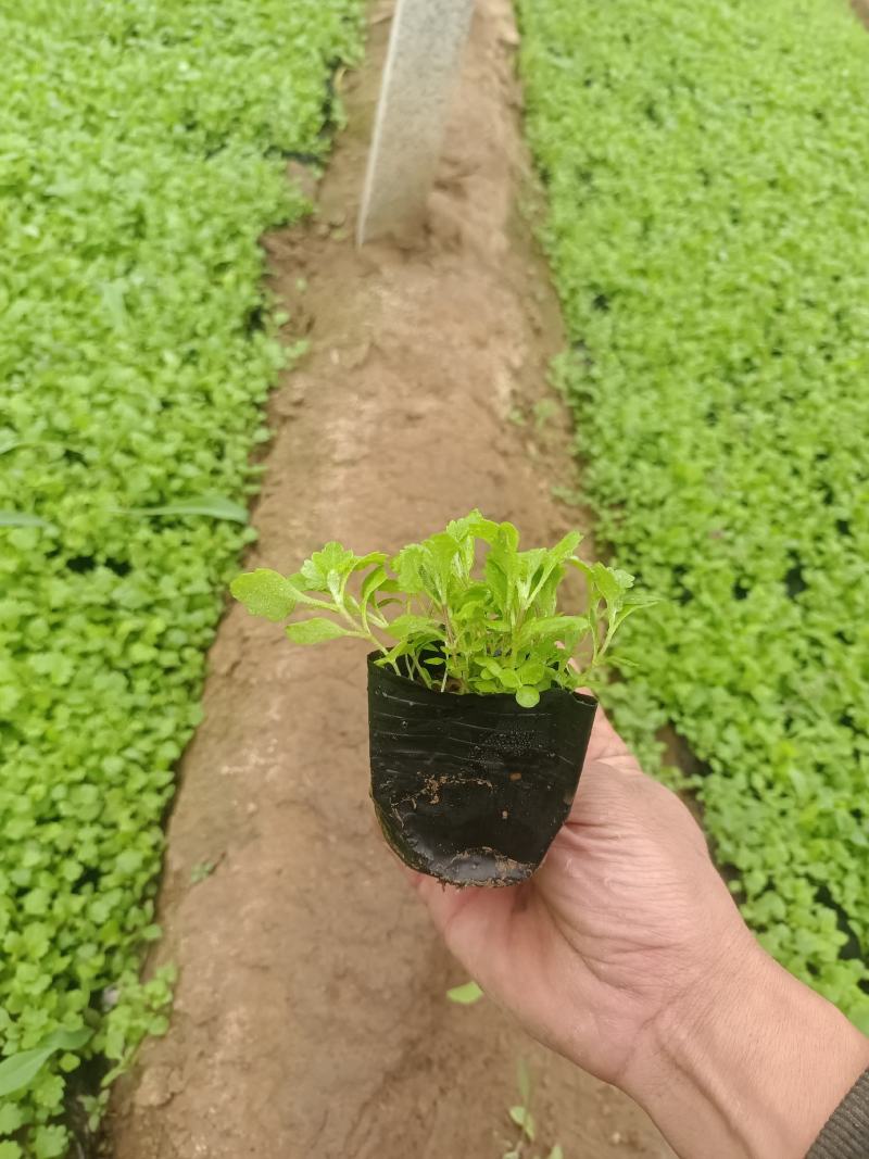 地被菊，基地发货自种自产，欢迎来基地参观考察
