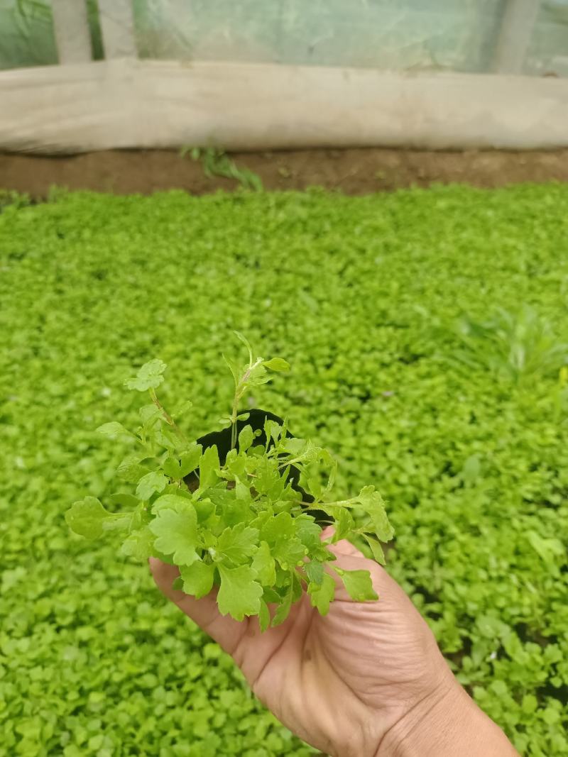 地被菊，基地发货自种自产，欢迎来基地参观考察