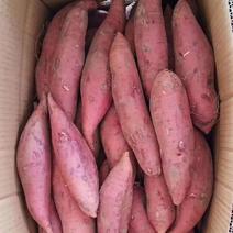 山东地瓜红薯西瓜红烟薯25紫薯货源充足