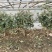 金银花树林鑫华盆栽盆栽，地栽金银花，棒棒糖状，自家种植