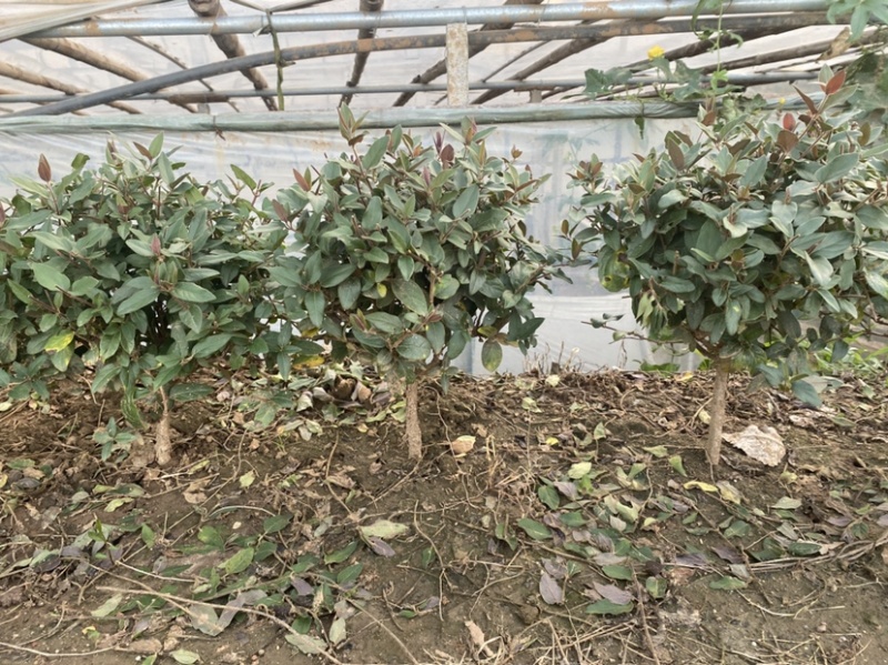 金银花树林鑫华盆栽盆栽，地栽金银花，棒棒糖状，自家种植