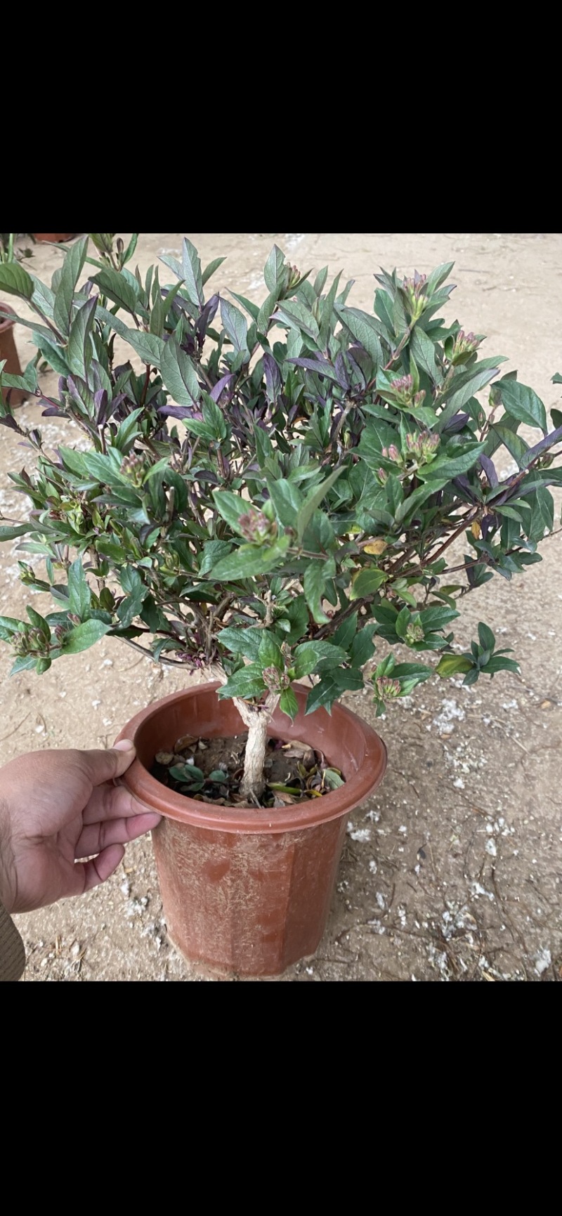 金银花树林鑫华盆栽盆栽，地栽金银花，棒棒糖状，自家种植
