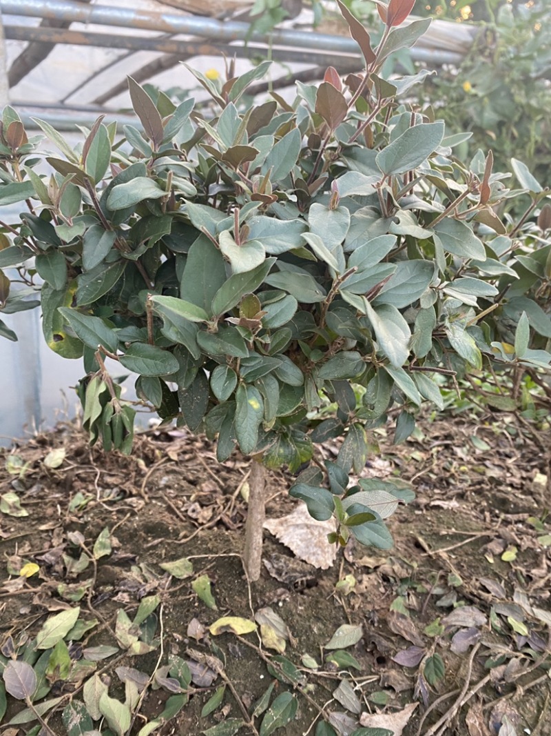 金银花树林鑫华盆栽盆栽，地栽金银花，棒棒糖状，自家种植