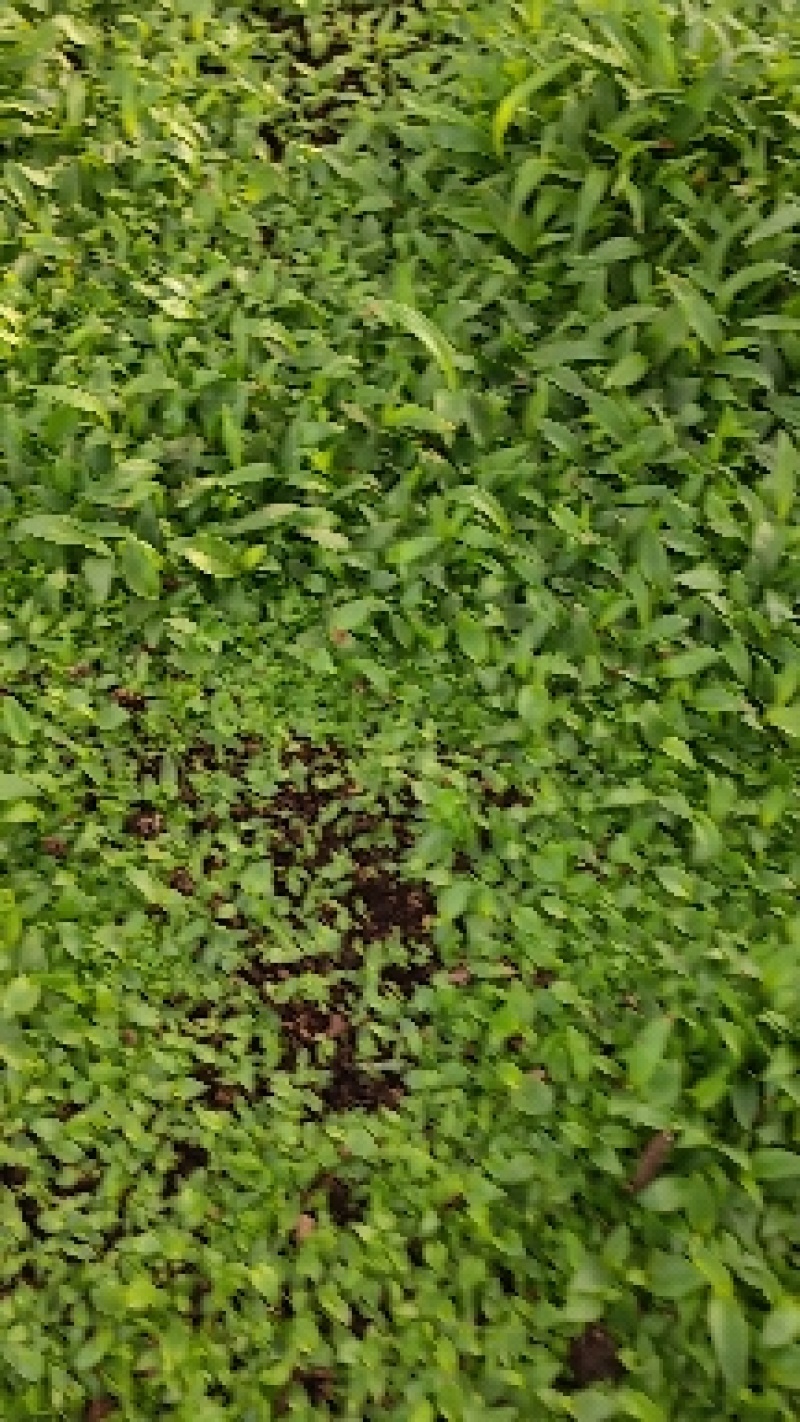 白芨苗，基地直供宽叶紫花三叉大白芨直播小苗