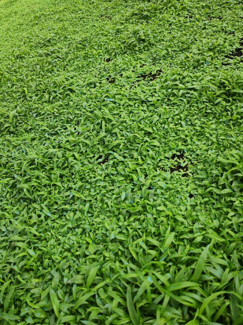 白芨苗，基地直供宽叶紫花三叉大白芨直播小苗