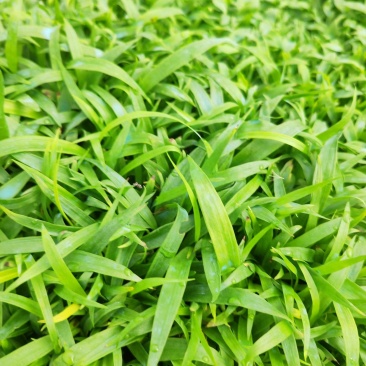 白芨苗，基地直供宽叶紫花三叉大白芨直播小苗