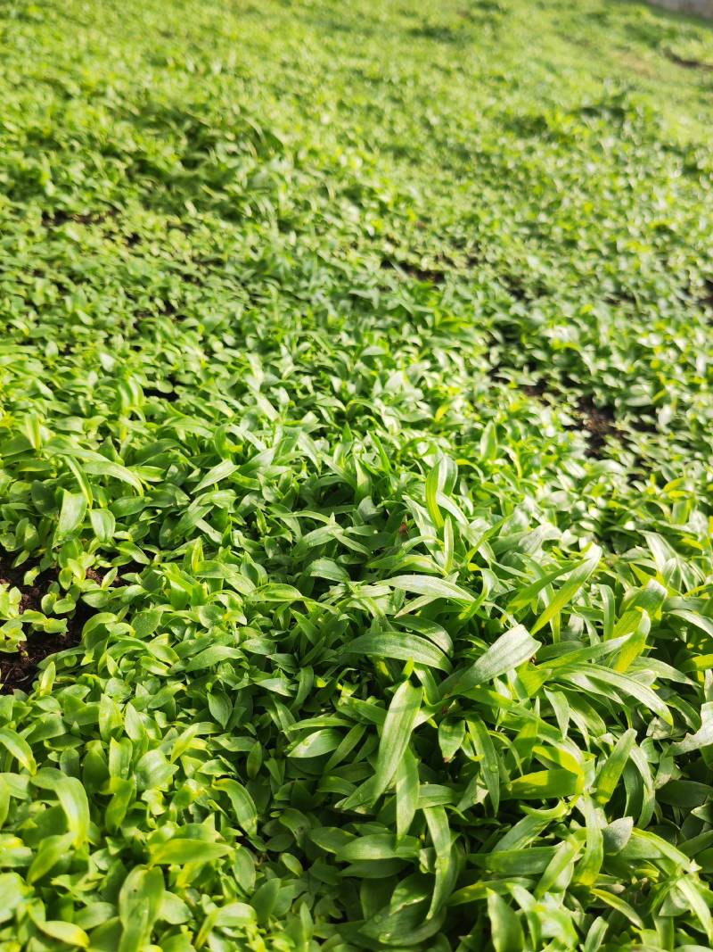 白芨苗，基地直供宽叶紫花三叉大白芨直播小苗