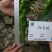 薄优146薄皮椒种子大家族品种高端薄皮泡椒品种杂交一代