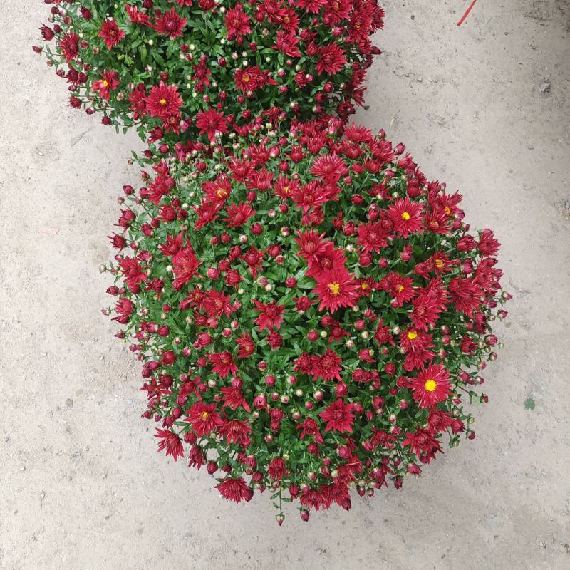 精品国庆菊，基地现货，成活率高，量大从优，欢迎联系
