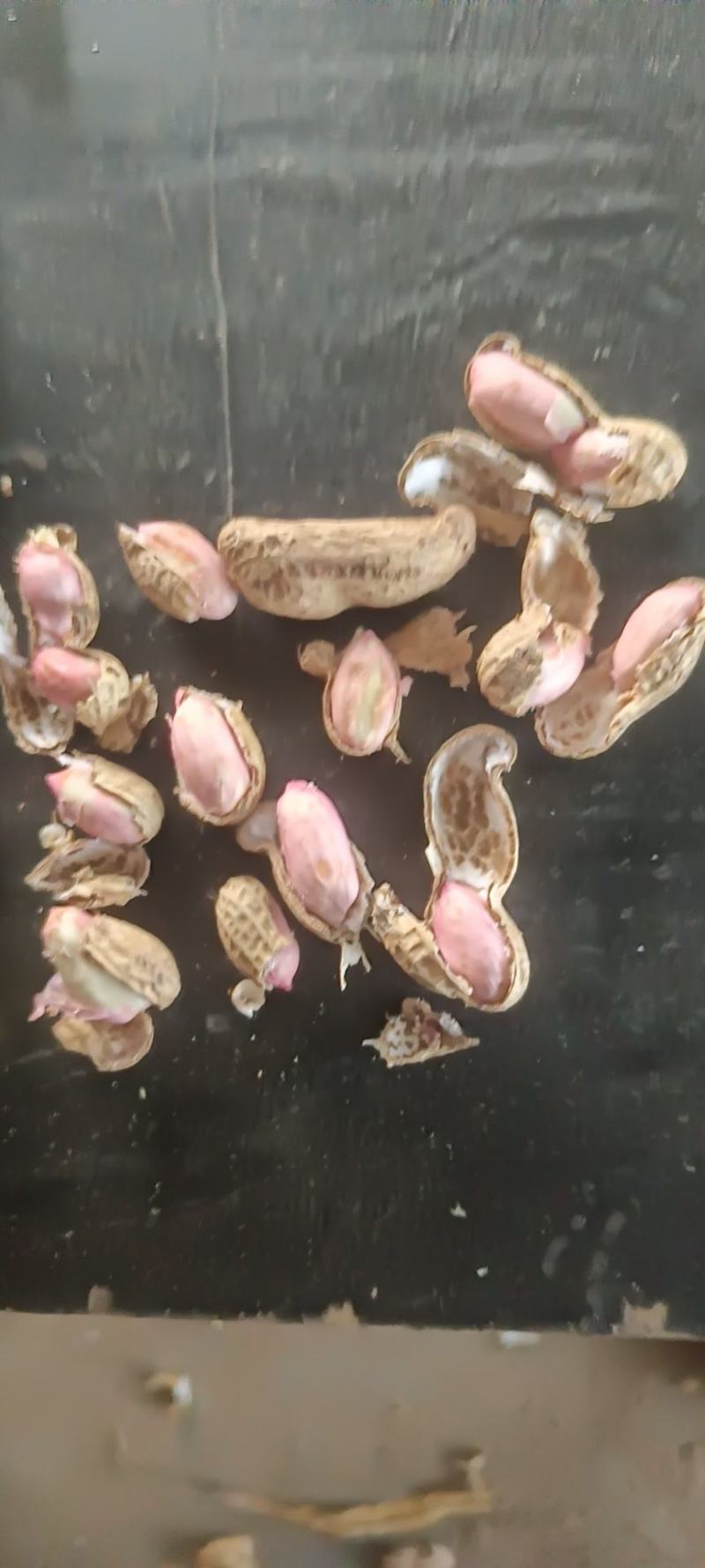 花生，现货，带壳，鲜货，一手货源价格优惠