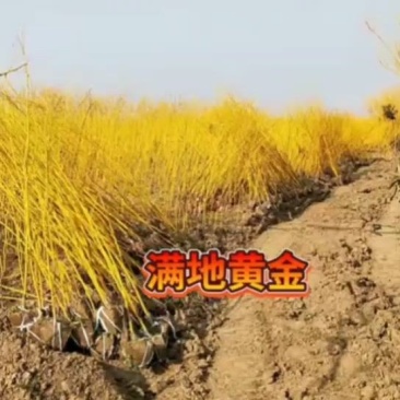 金枝槐小苗