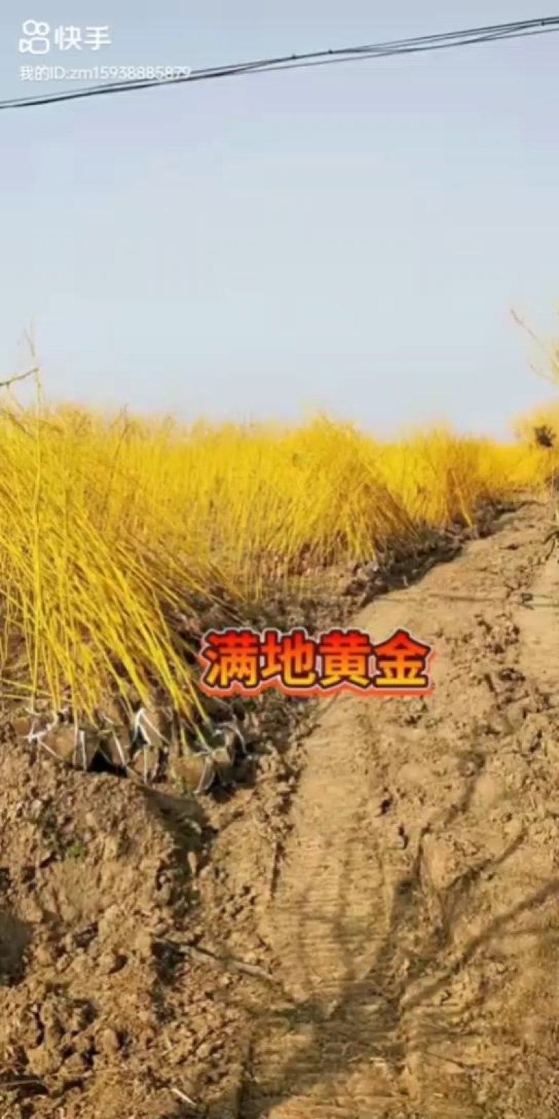 金枝槐小苗