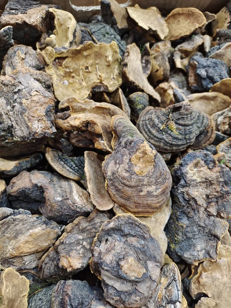桑树桑黄大量现货干货野生诚信经营发货快欢迎致电订购