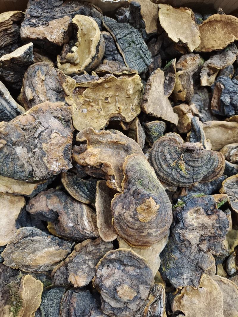 桑树桑黄大量现货干货野生诚信经营发货快欢迎致电订购