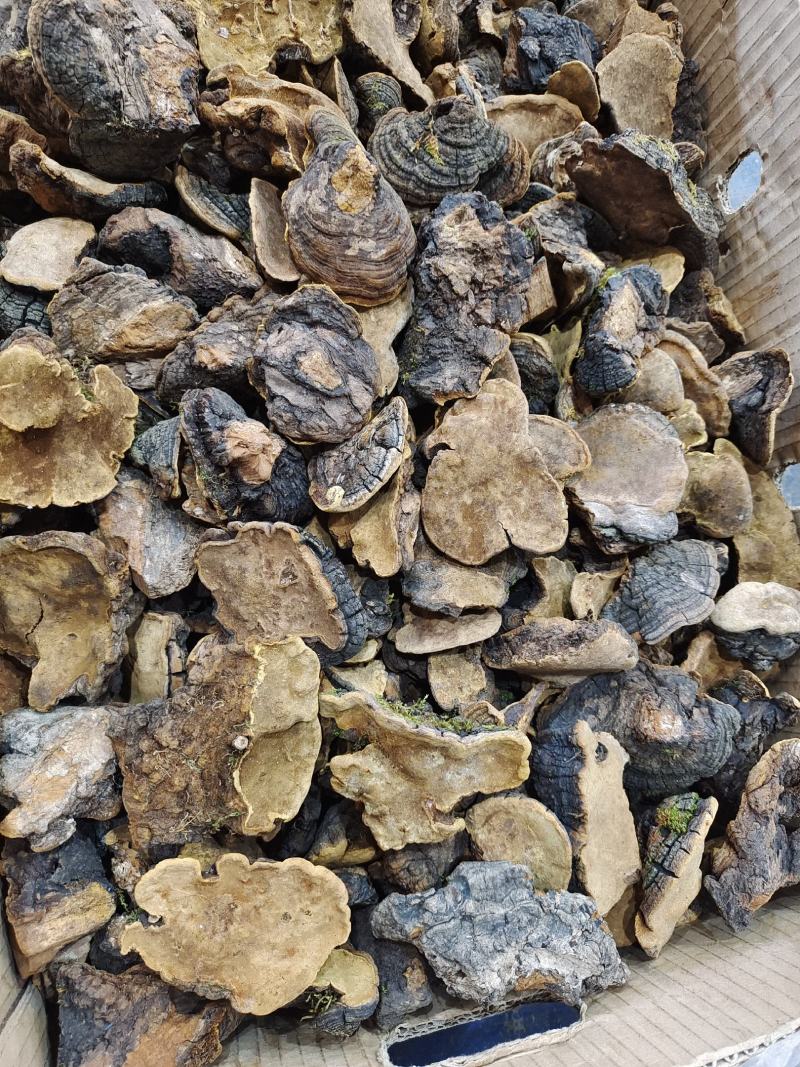 桑树桑黄大量现货干货野生诚信经营发货快欢迎致电订购