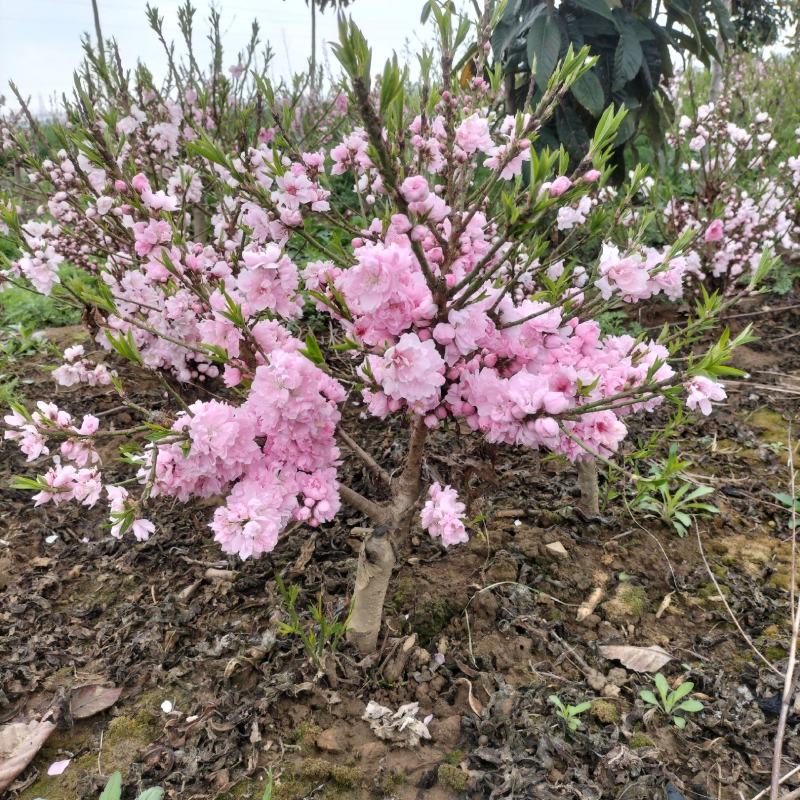 寿星桃花