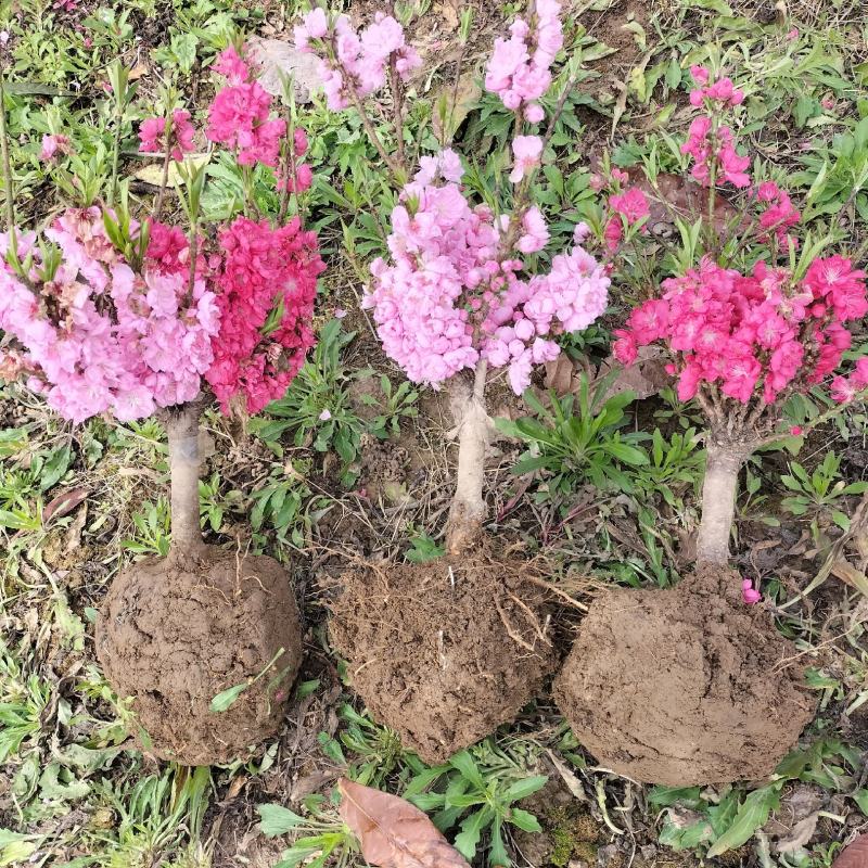 寿星桃花