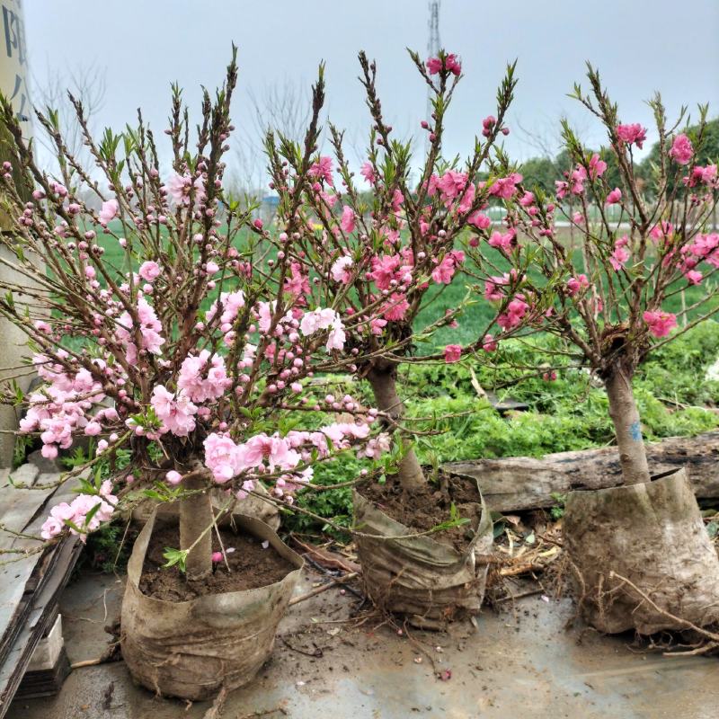 寿星桃花