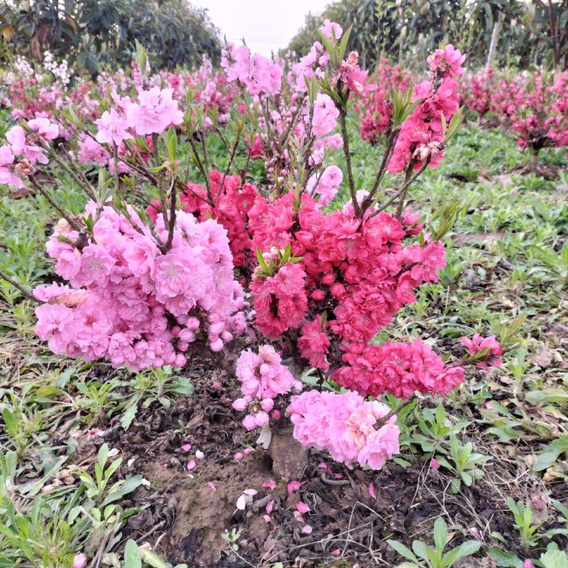 寿星桃花