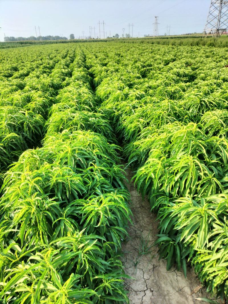 寿星桃花