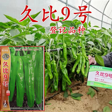 海迈久比9号薄皮椒种子品种种子杂交一代青皮椒种子