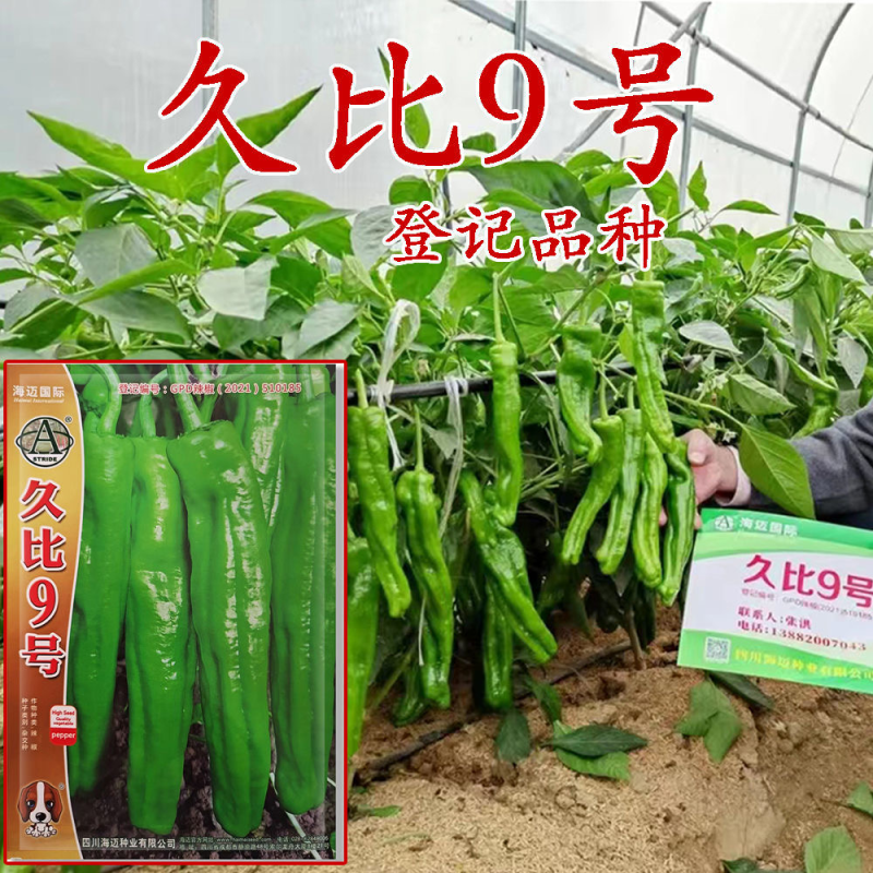 海迈久比9号薄皮椒种子品种种子杂交一代青皮椒种子